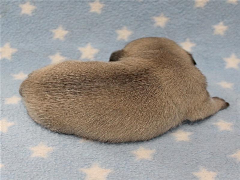 puppy image