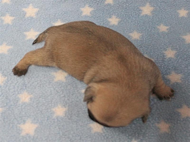 puppy image