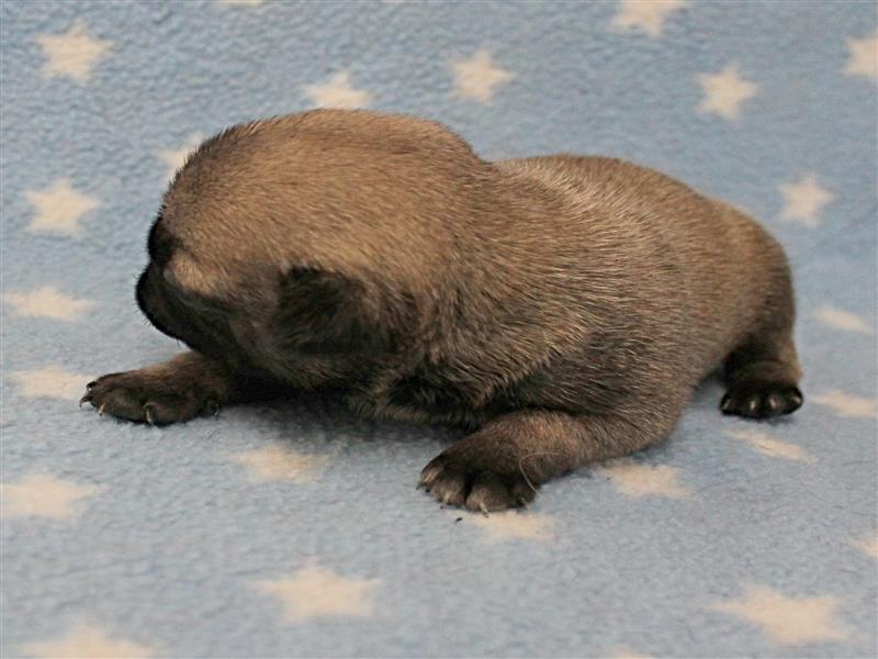 puppy image