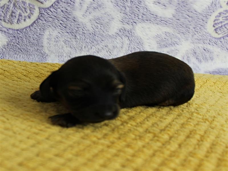 puppy image
