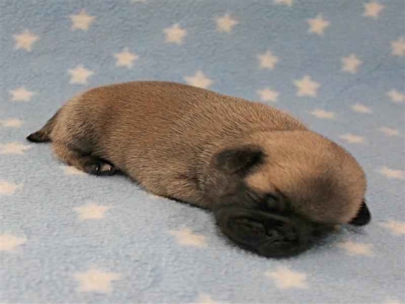 puppy image
