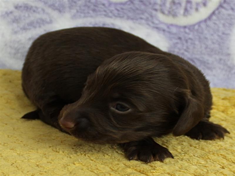 puppy image