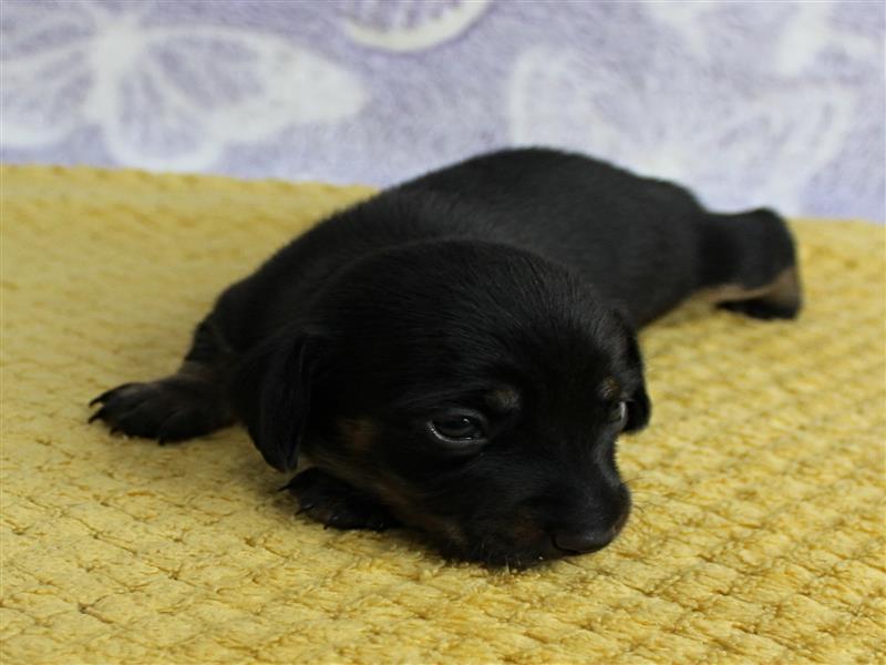 puppy image