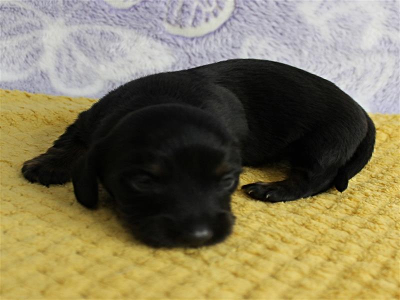 puppy image