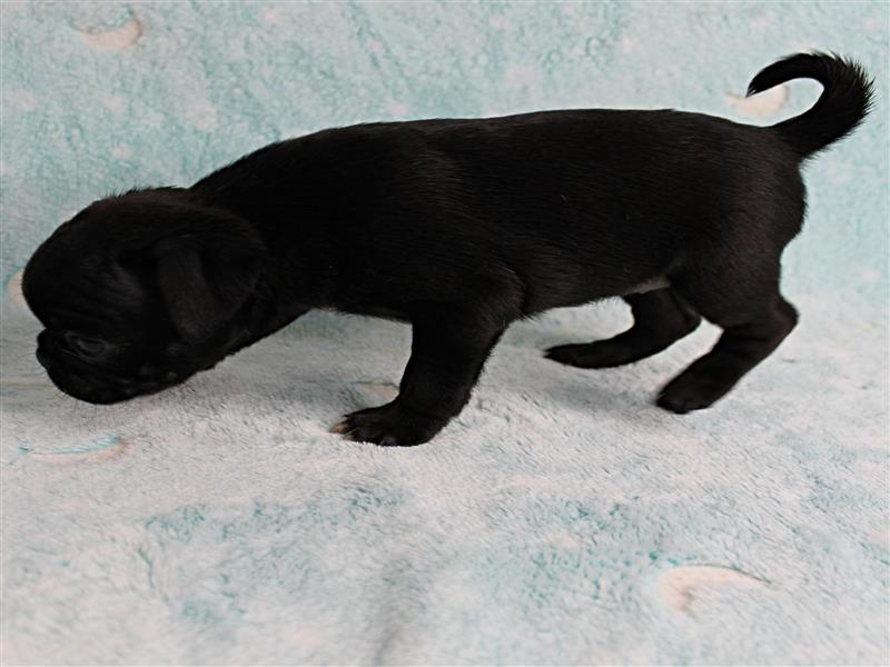 puppy image
