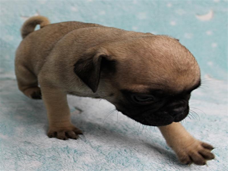 puppy image