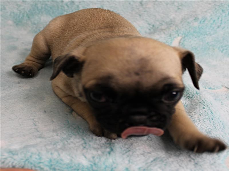 puppy image