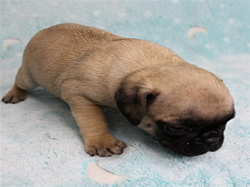 puppy image
