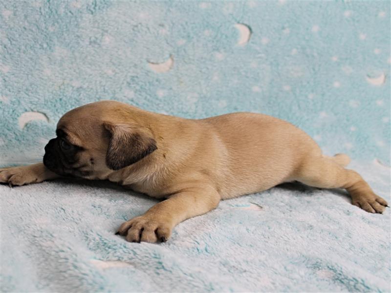 puppy image