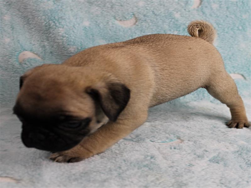 puppy image