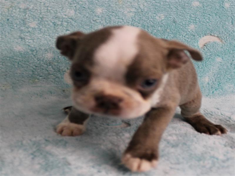 puppy image