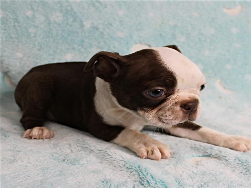 puppy image