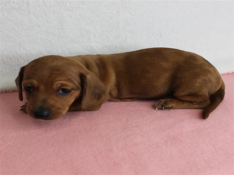puppy image