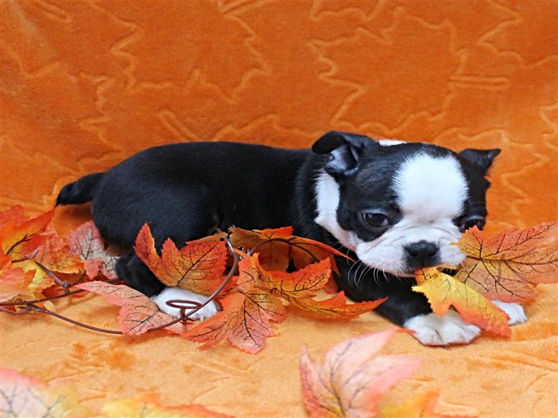 puppy image