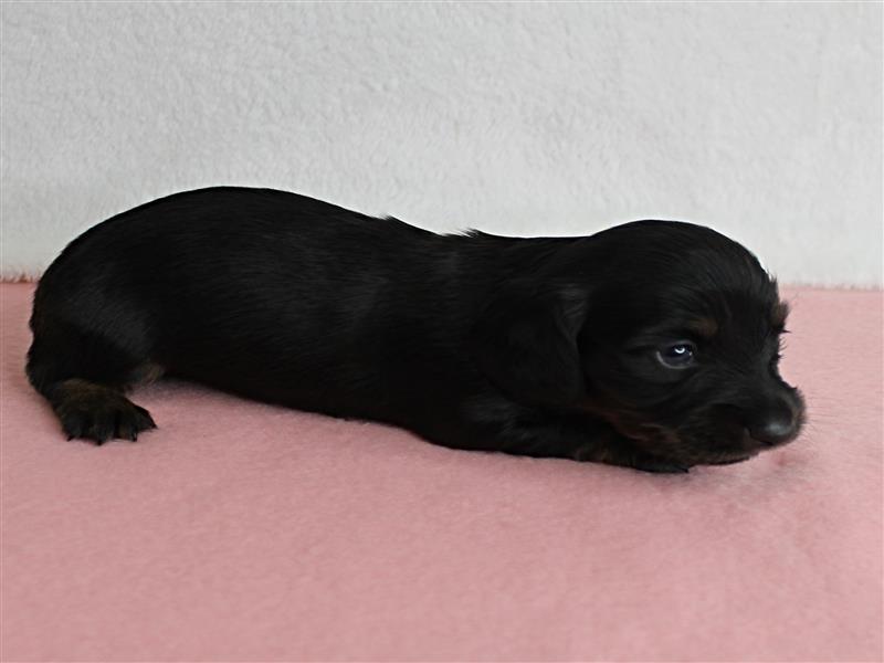 puppy image