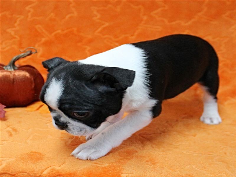 puppy image
