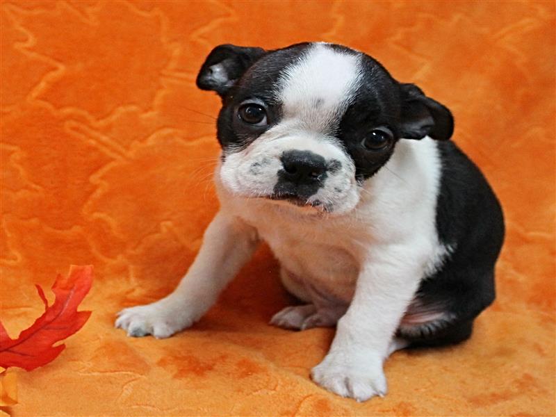 puppy image