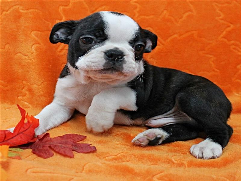 puppy image