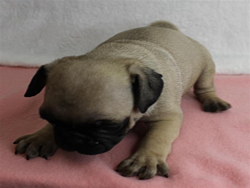 puppy image