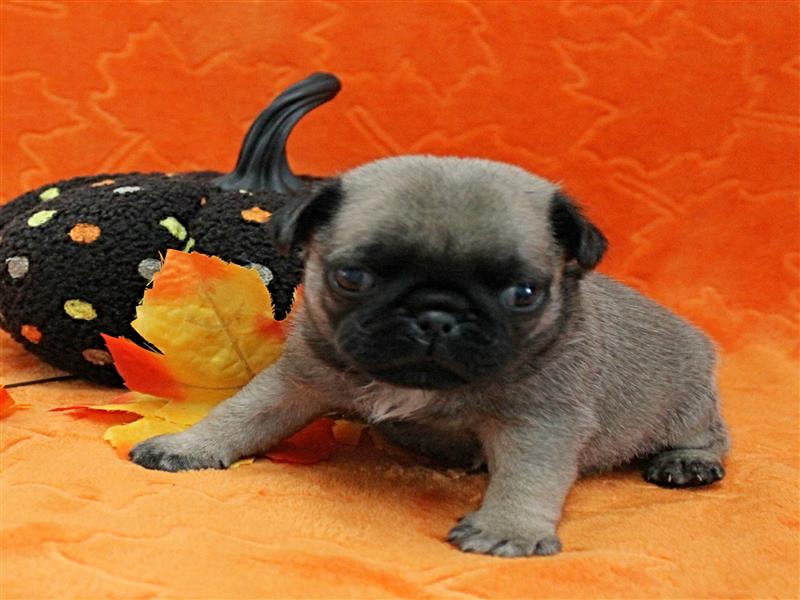 puppy image