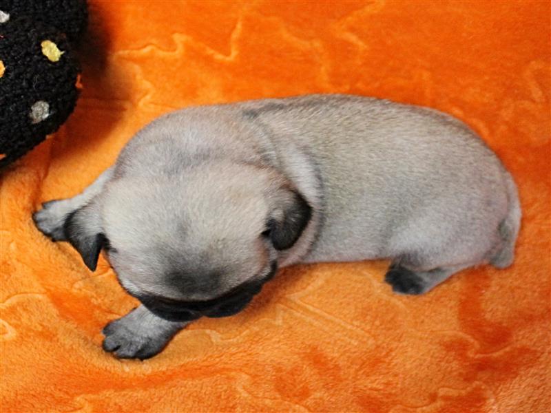 puppy image