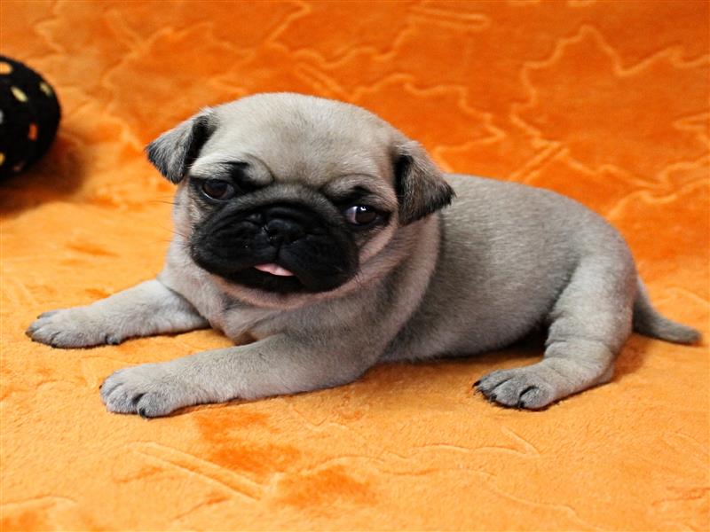 puppy image